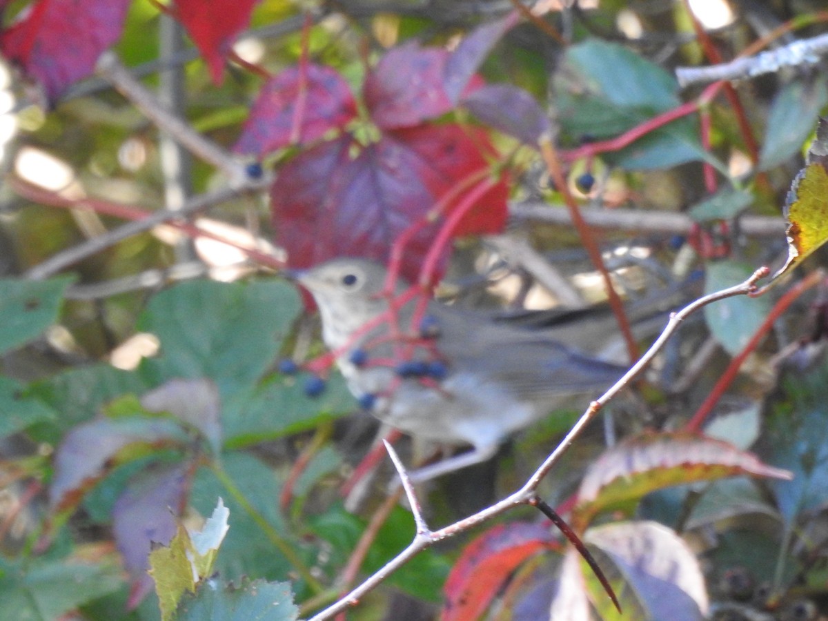 Swainson's Thrush - ML115842711
