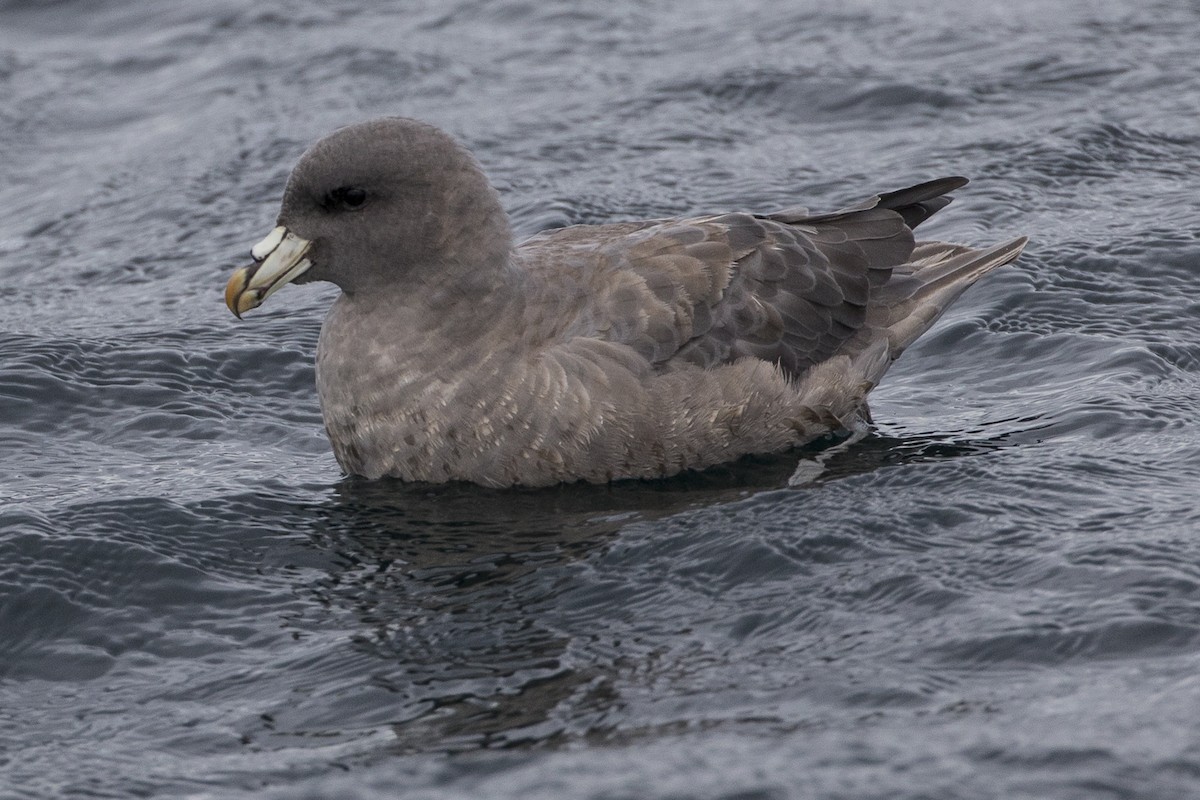 Fulmar boréal - ML115844161