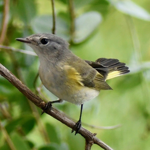 American Redstart - ML115846601