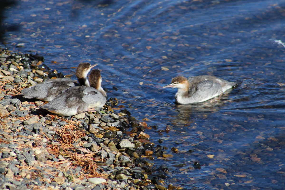 Common Merganser (North American) - ML115849111