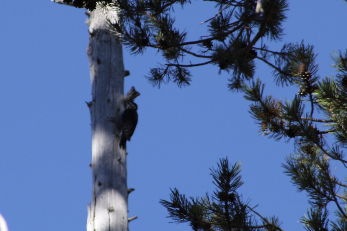 Black-backed Woodpecker - ML115849391