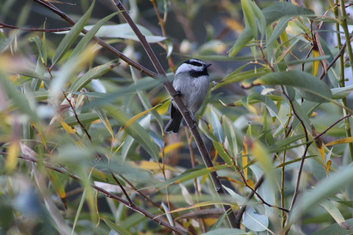 Mountain Chickadee - ML115849761