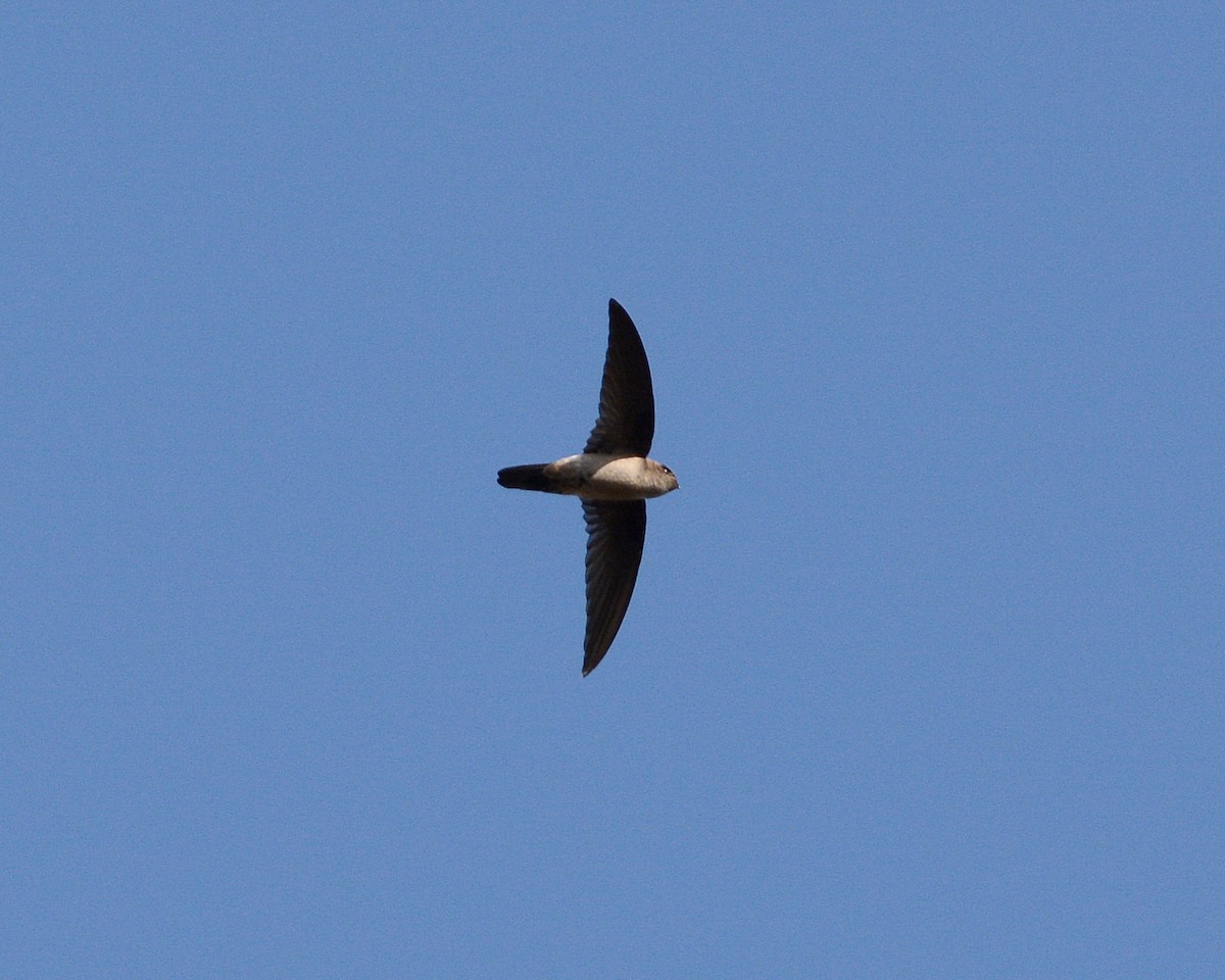 Australian Swiftlet - John Lowry