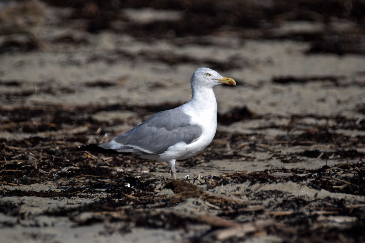 Herring Gull - John Du Pont