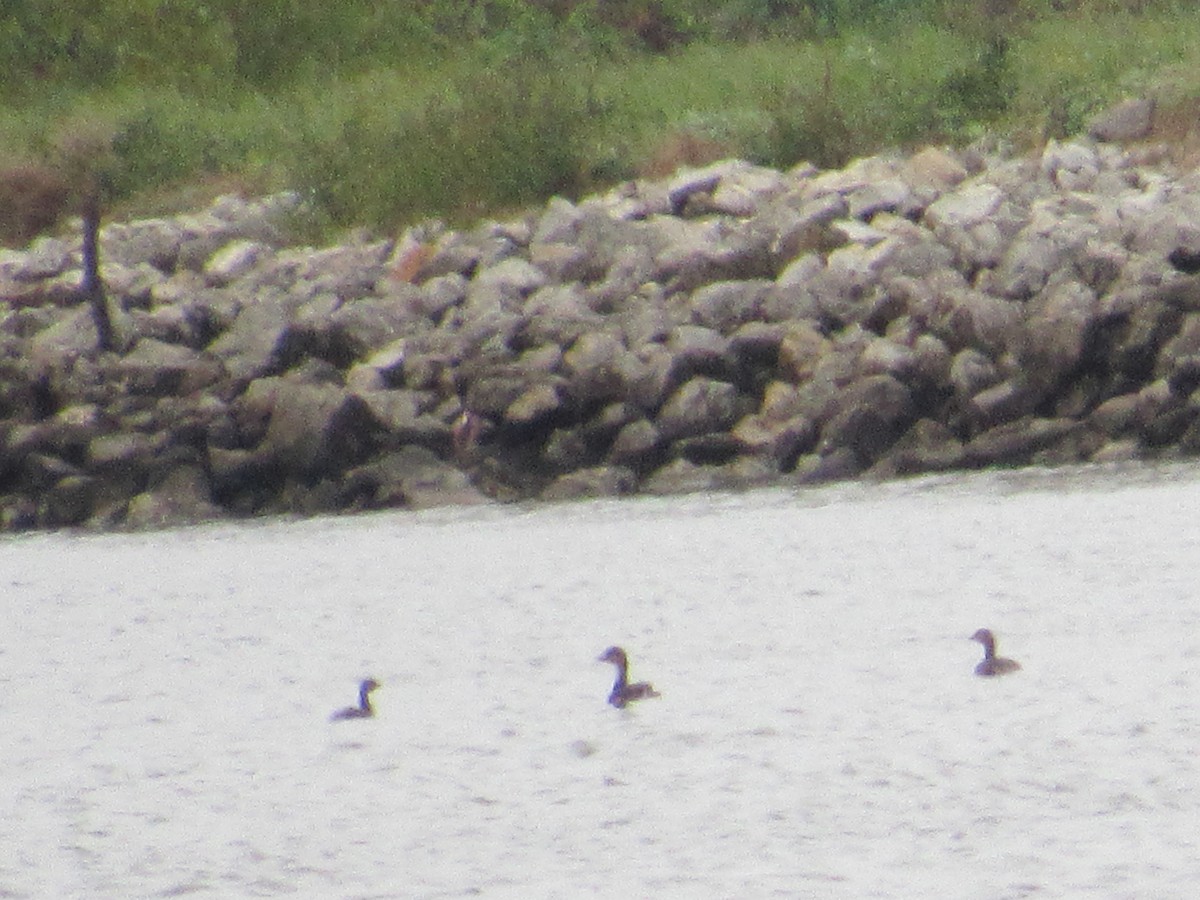 Pied-billed Grebe - ML115855371