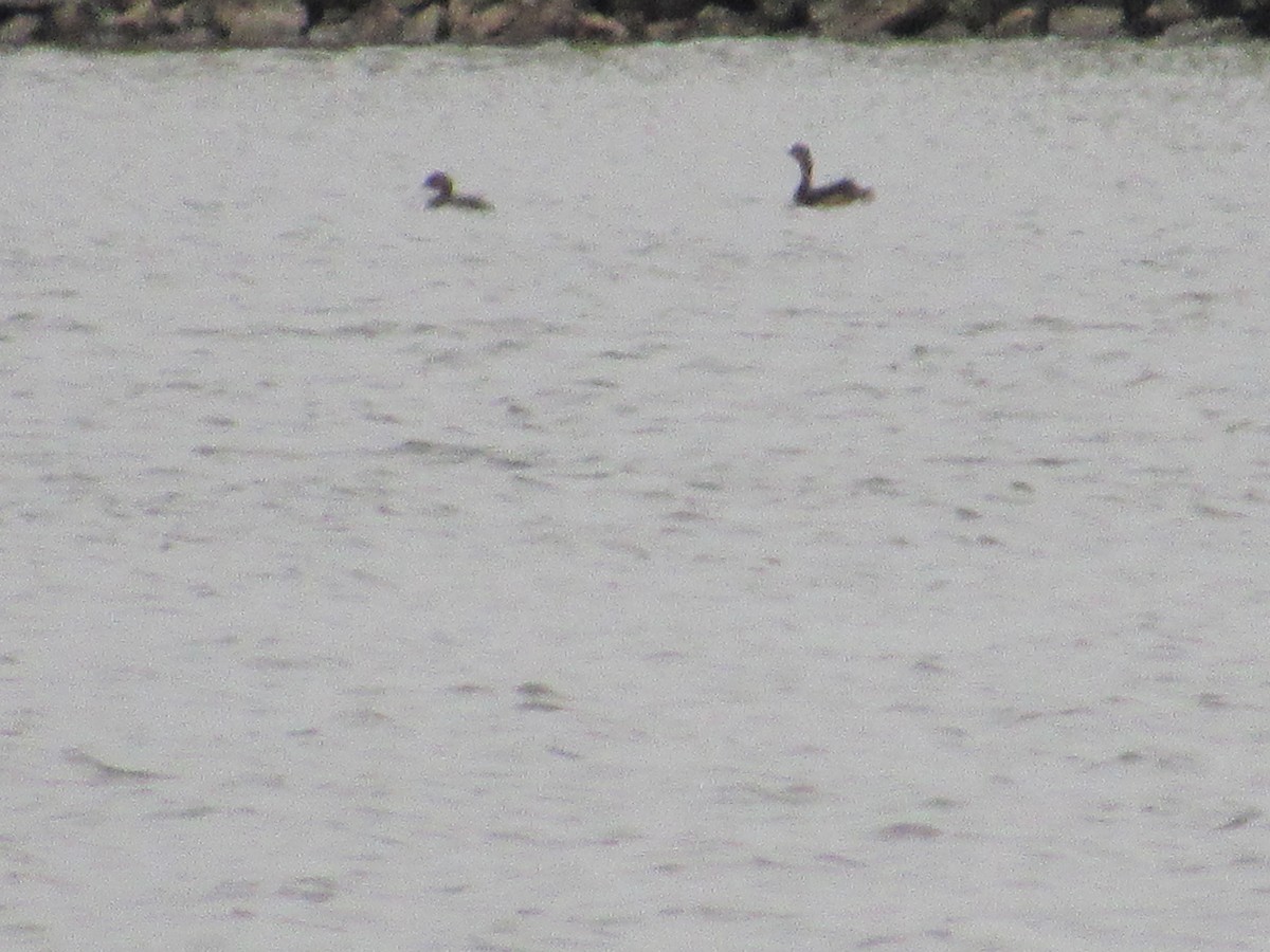 Pied-billed Grebe - Kent S. Freeman