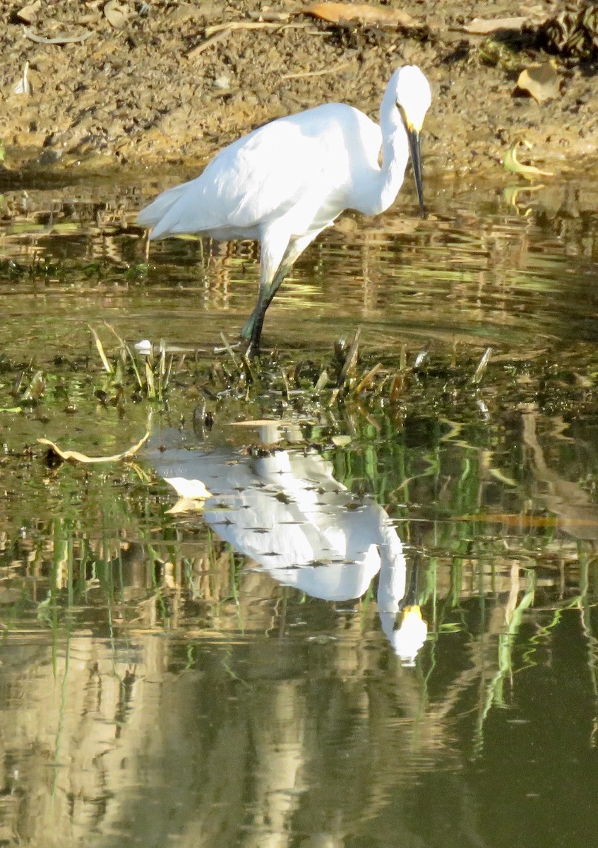 Little Egret (Australasian) - Lissa Ryan