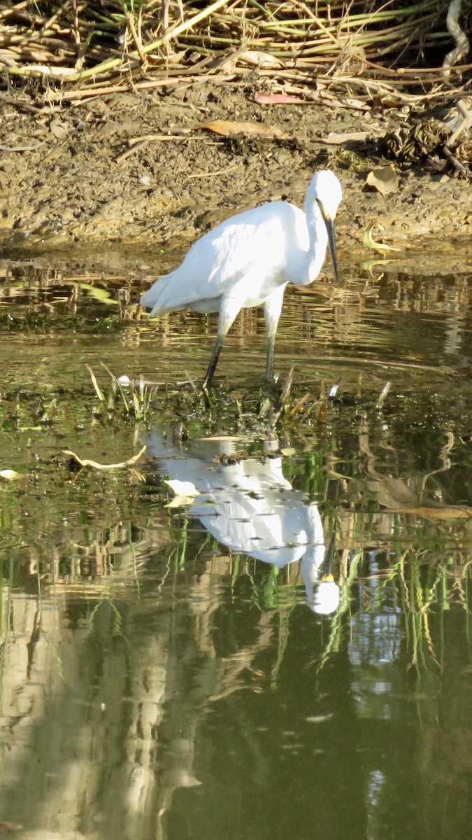 Little Egret (Australasian) - Lissa Ryan