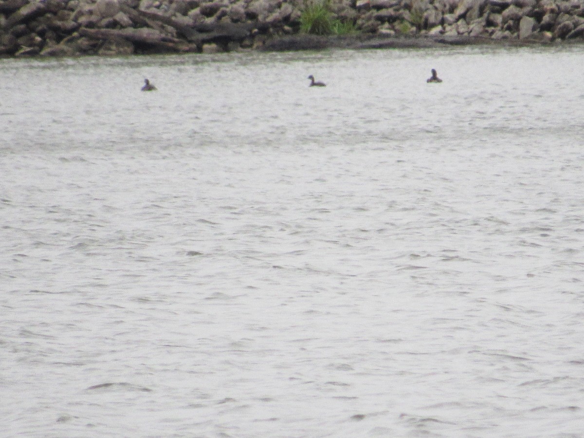 Pied-billed Grebe - ML115856721