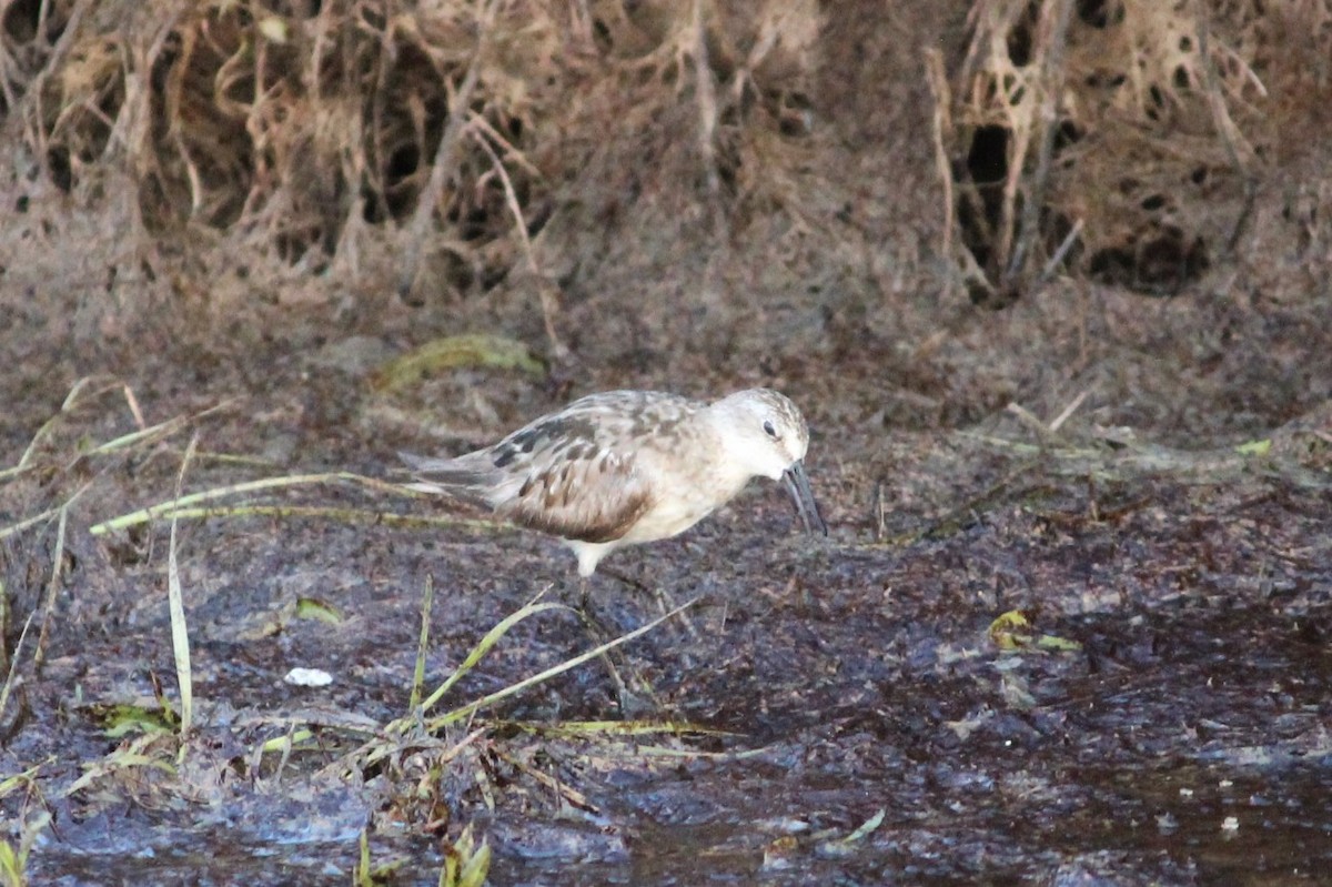 Semipalmated Sandpiper - ML115857381