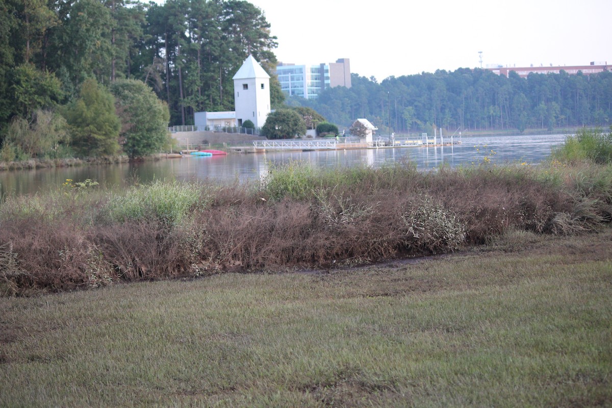 Semipalmated Sandpiper - ML115857581