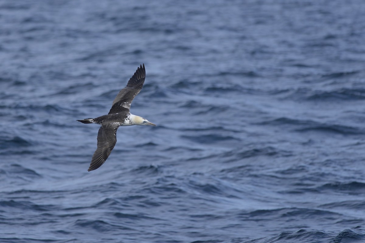 Northern Gannet - ML115860171