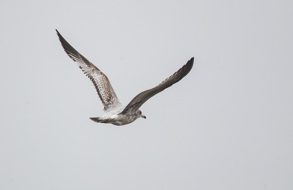 Ring-billed Gull - ML115860341