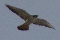 Peregrine Falcon - ML115860531