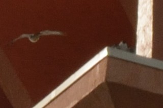 Peregrine Falcon - ML115860541