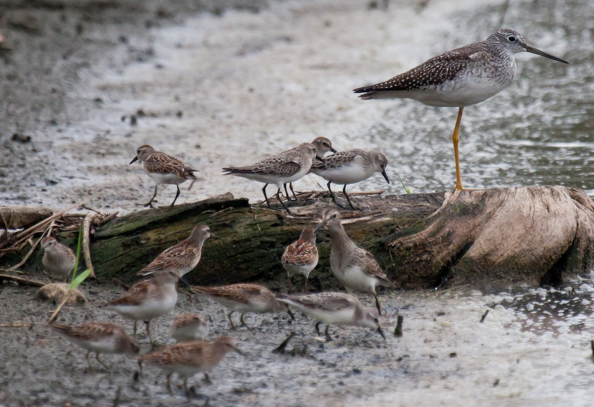 Greater Yellowlegs - Mike Bouman