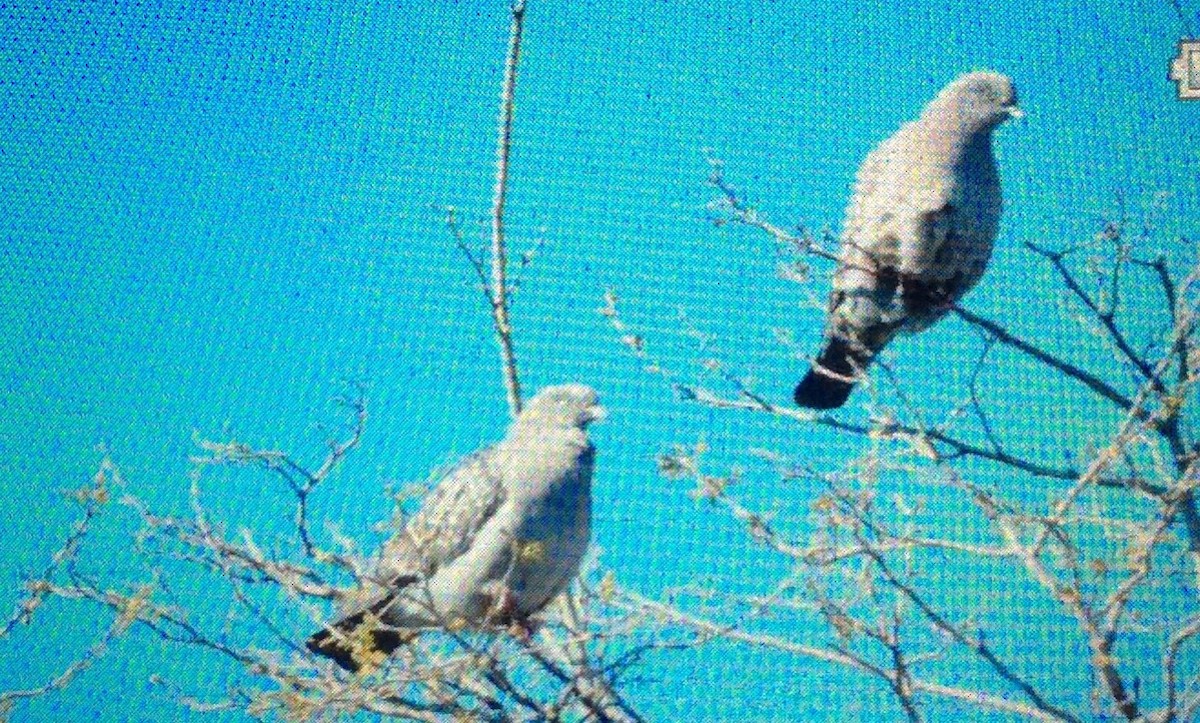 Spot-winged Pigeon - ML115862191