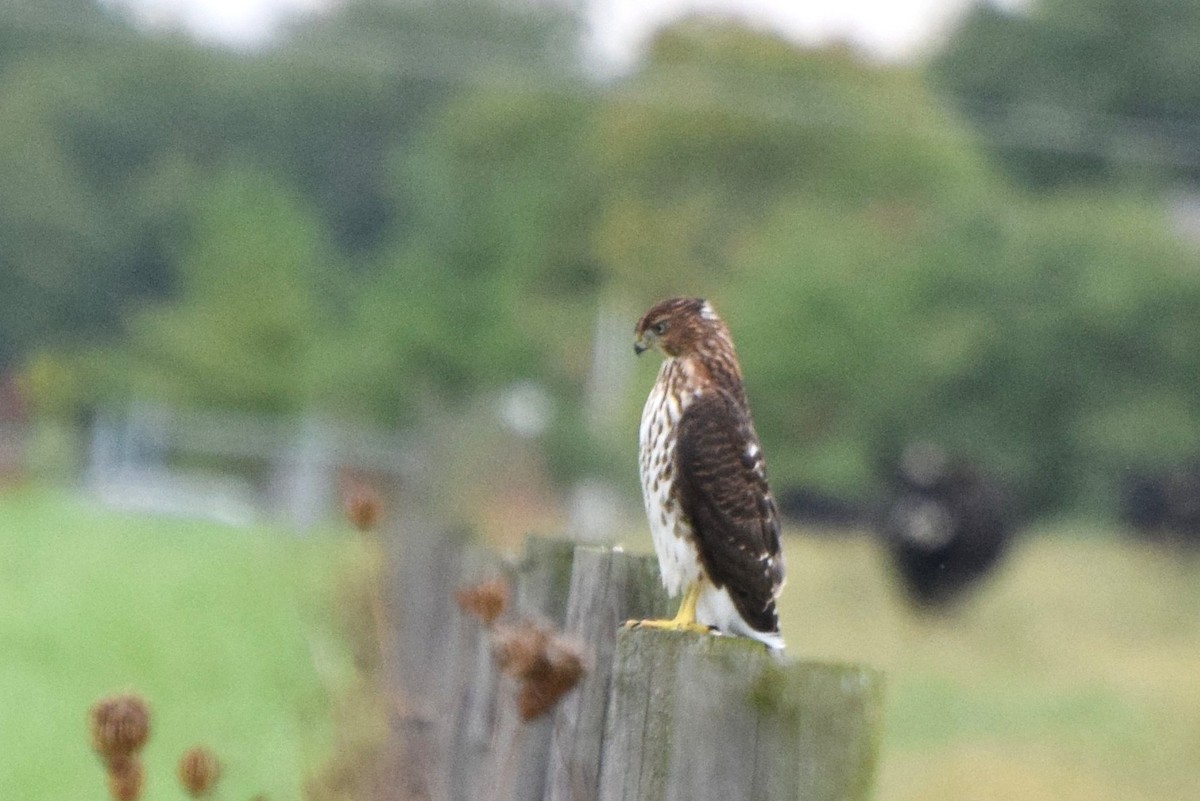 Cooper's Hawk - irina shulgina