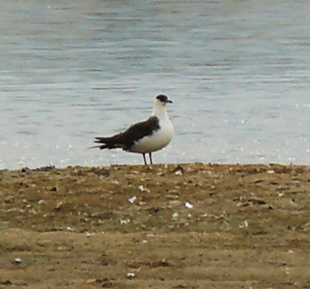 Parasitic Jaeger - Sharon Dewart-Hansen