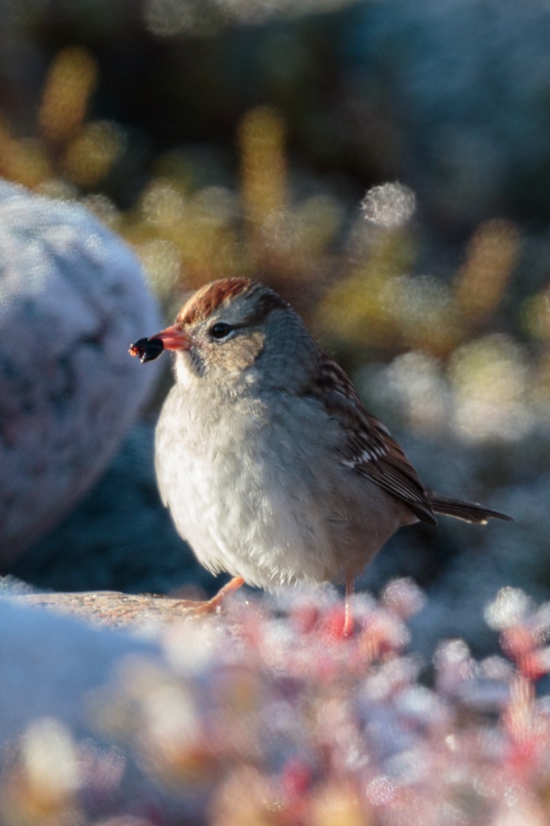 White-crowned Sparrow - ML115865301