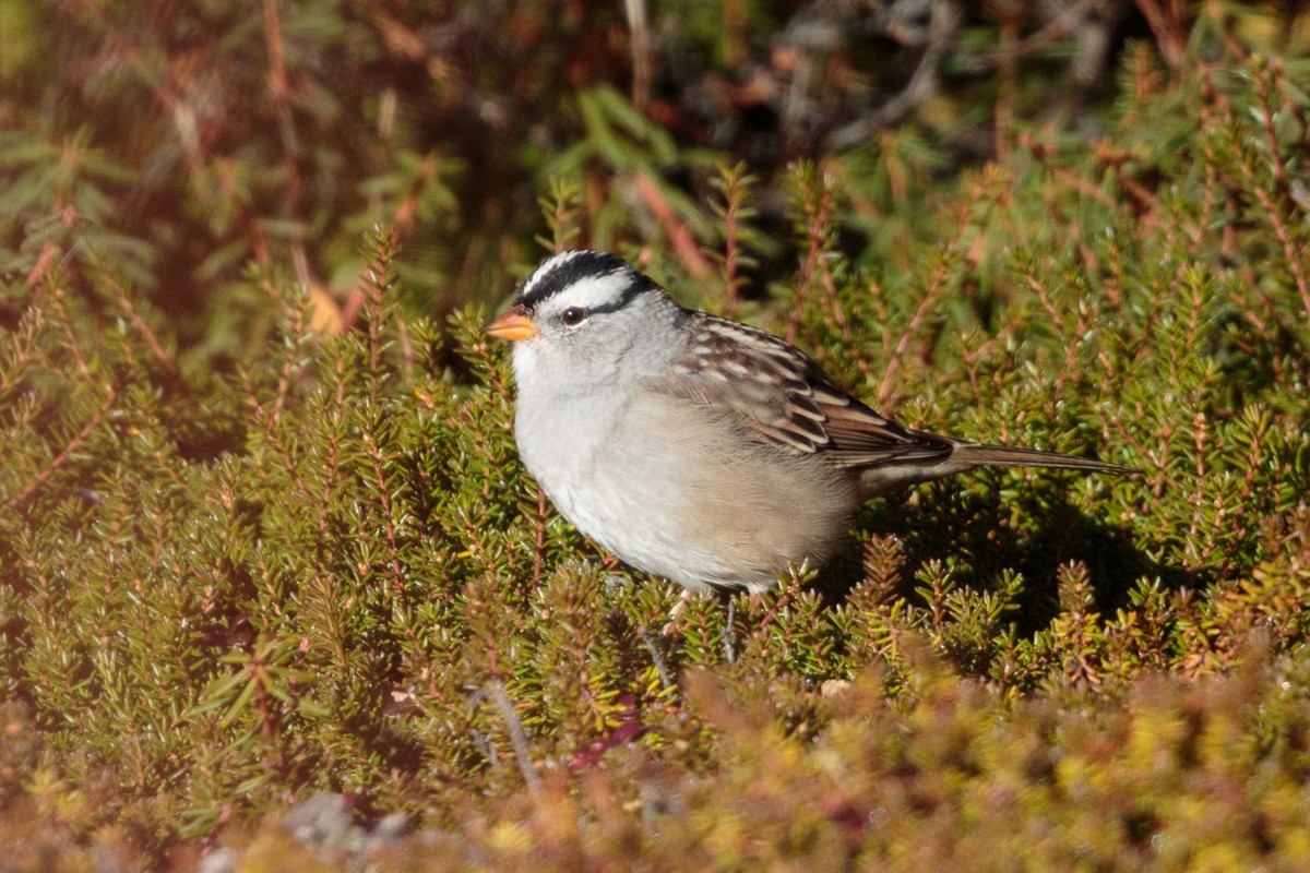 White-crowned Sparrow - ML115865321