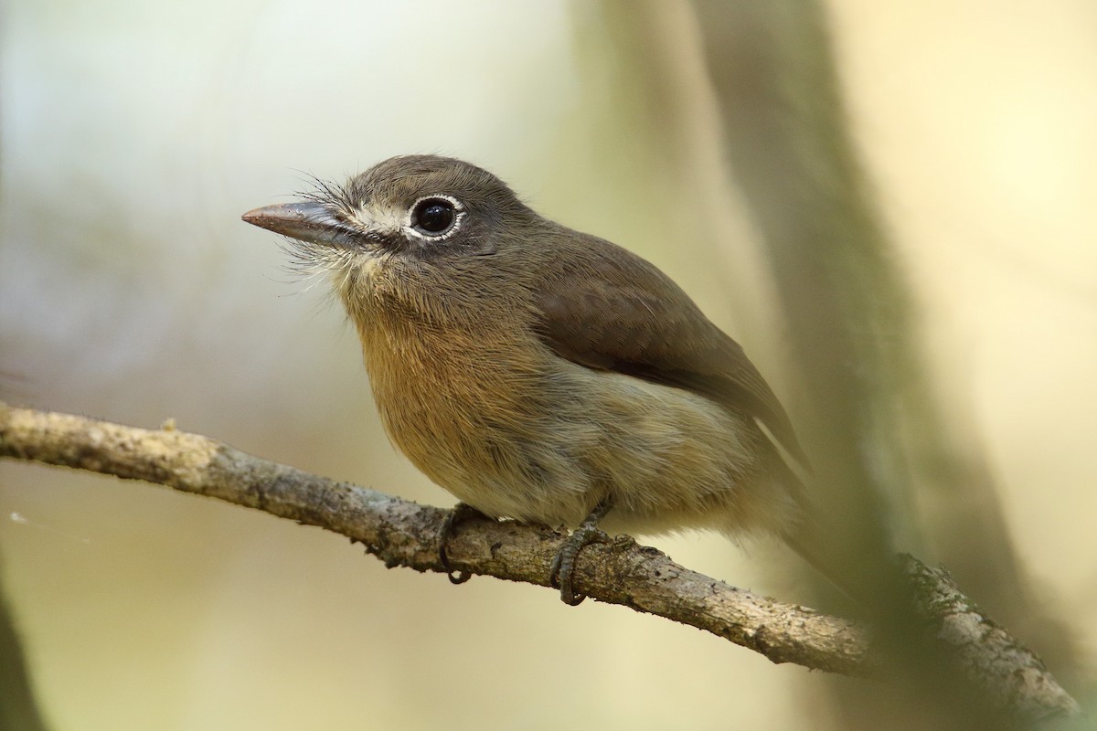 Rusty-breasted Nunlet - ML115867201