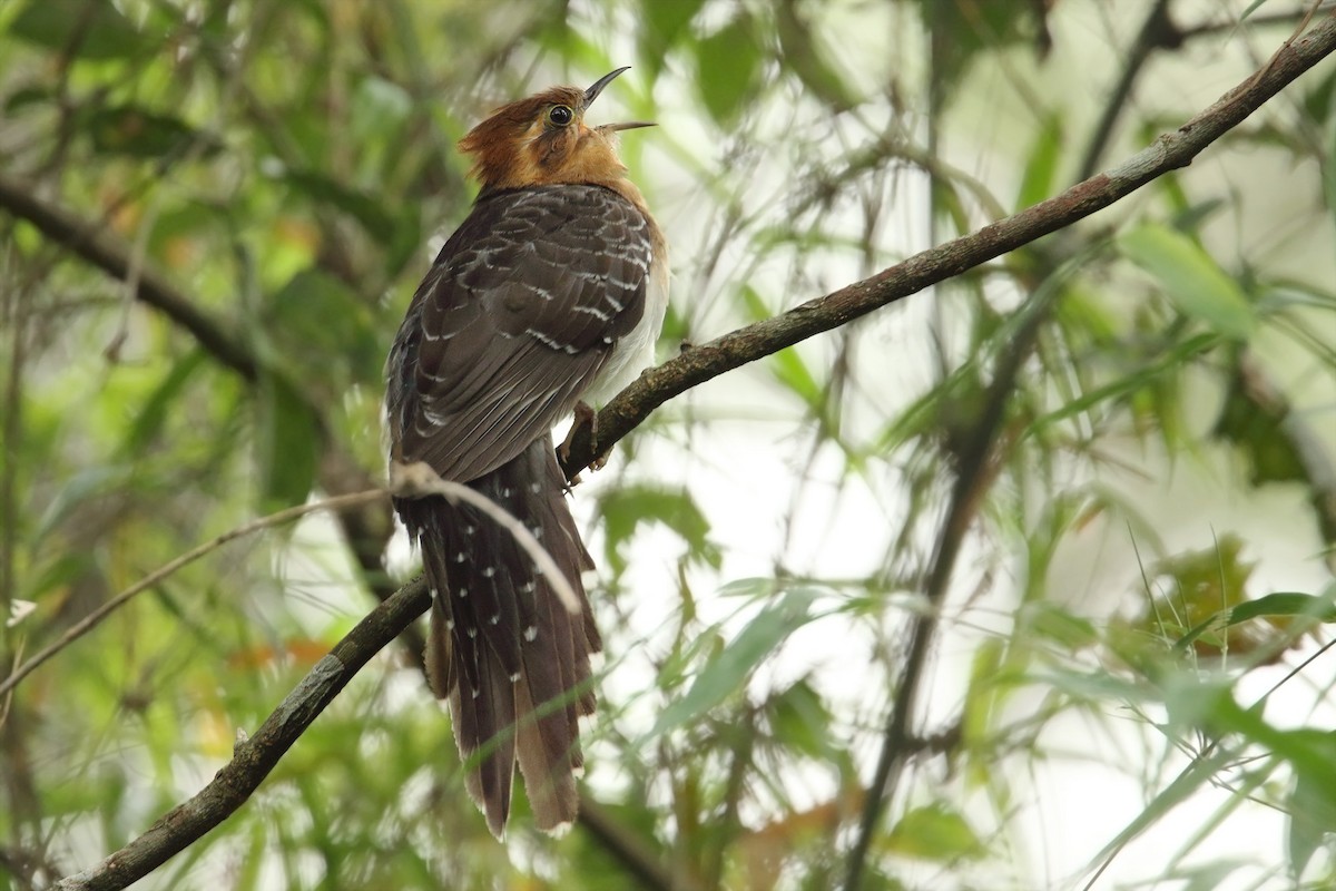 Pavonine Cuckoo - ML115868061