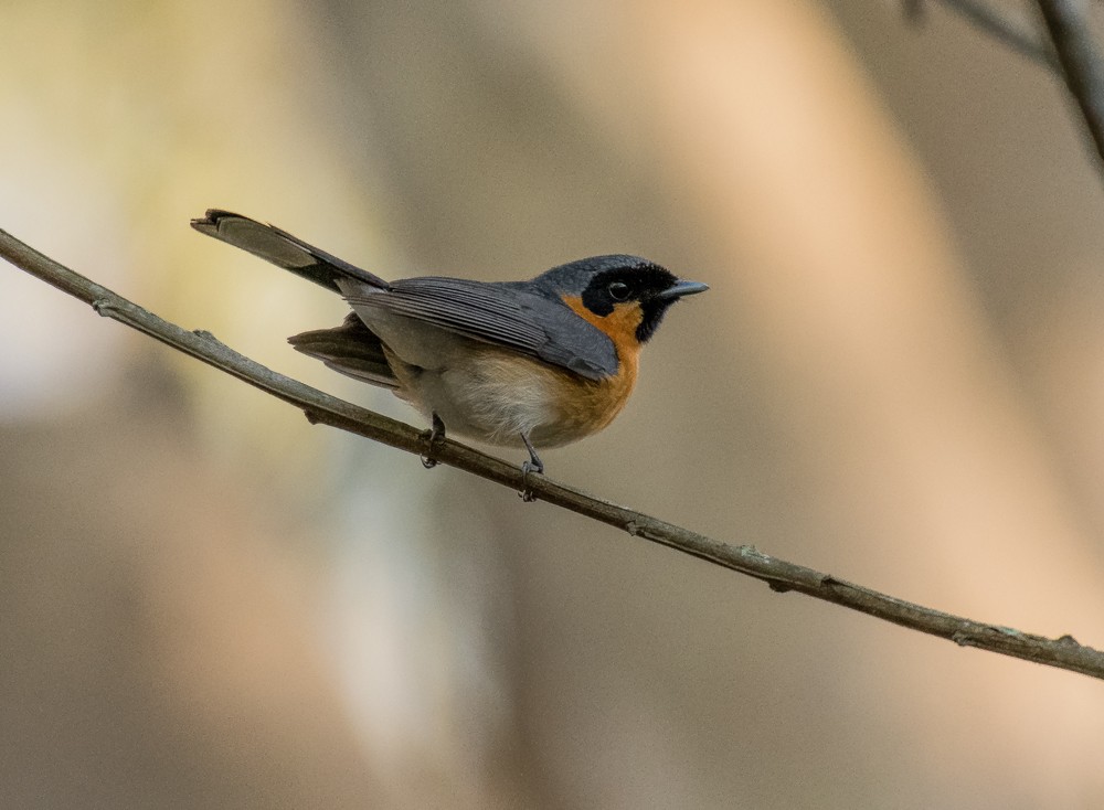 Spectacled Monarch - ML115869631