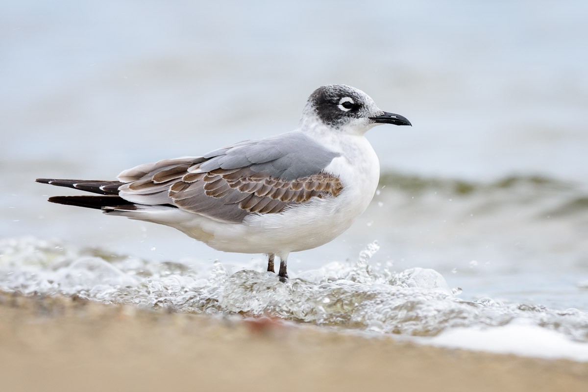 Franklin's Gull - mark kraus