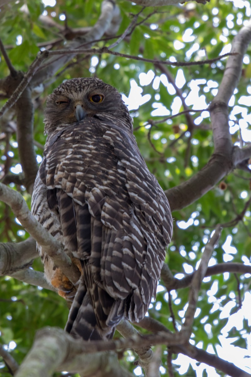 Powerful Owl - Sylvia Alexander