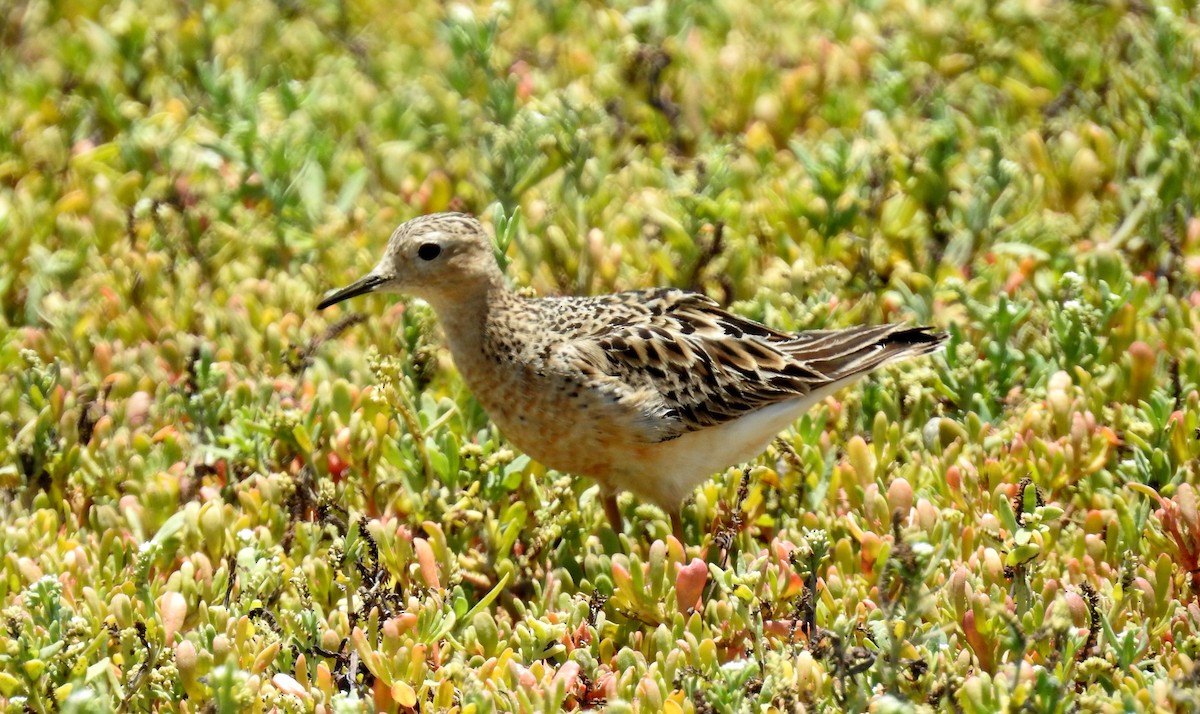 Buff-breasted Sandpiper - Fernando Angulo - CORBIDI