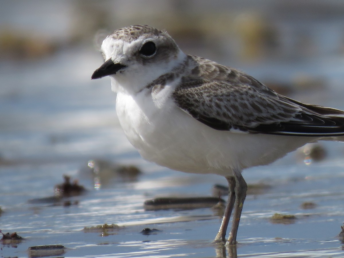 Snowy Plover - Ben Frueh