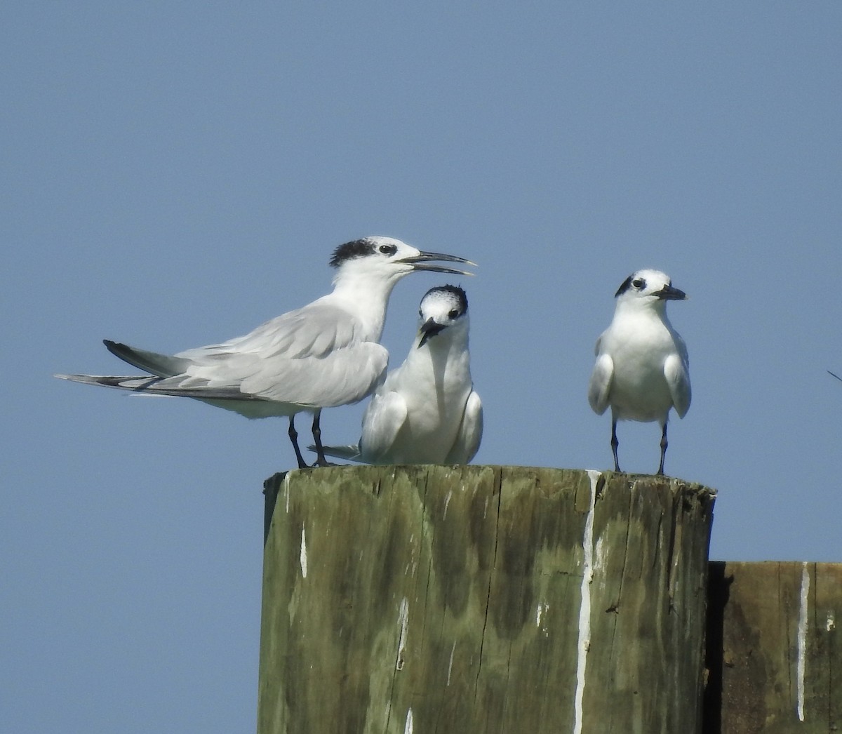 Sandwich Tern - ML115873001