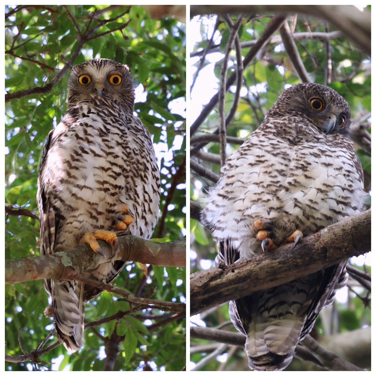 Powerful Owl - Sylvia Alexander