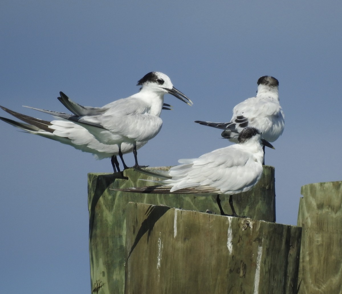 Sandwich Tern - ML115873031