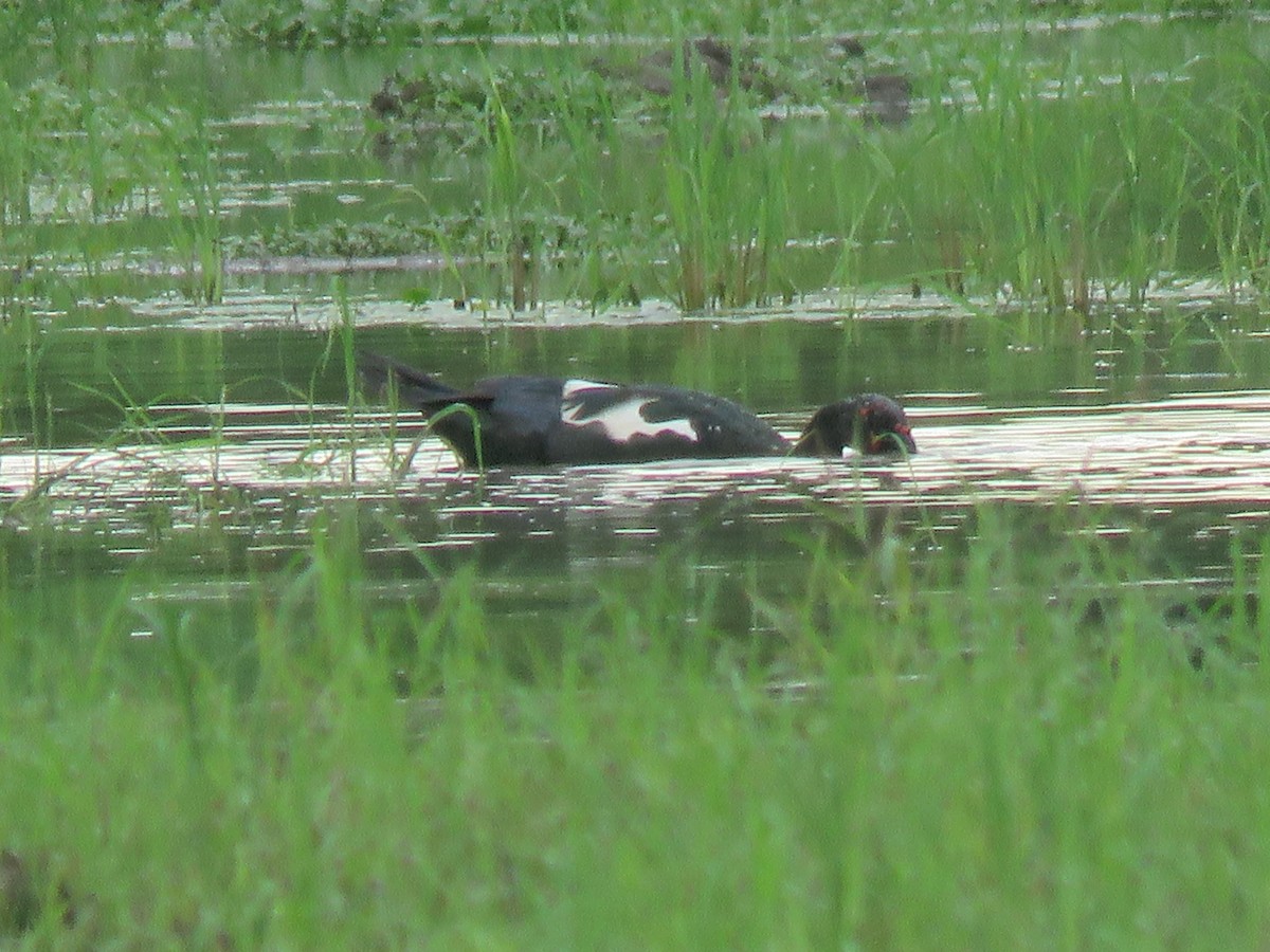 Muscovy Duck - Boris Sanjur