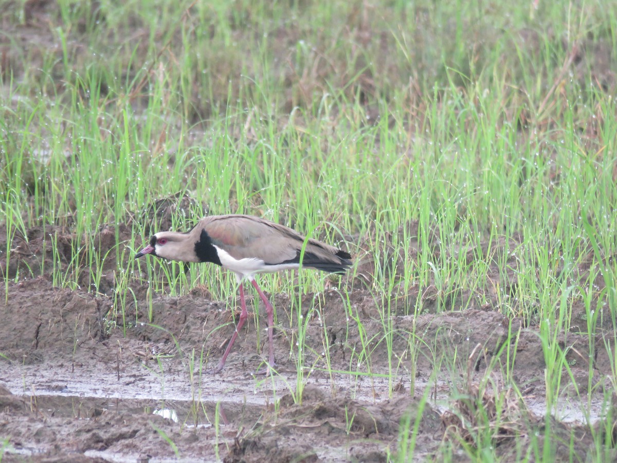 Southern Lapwing - ML115876561