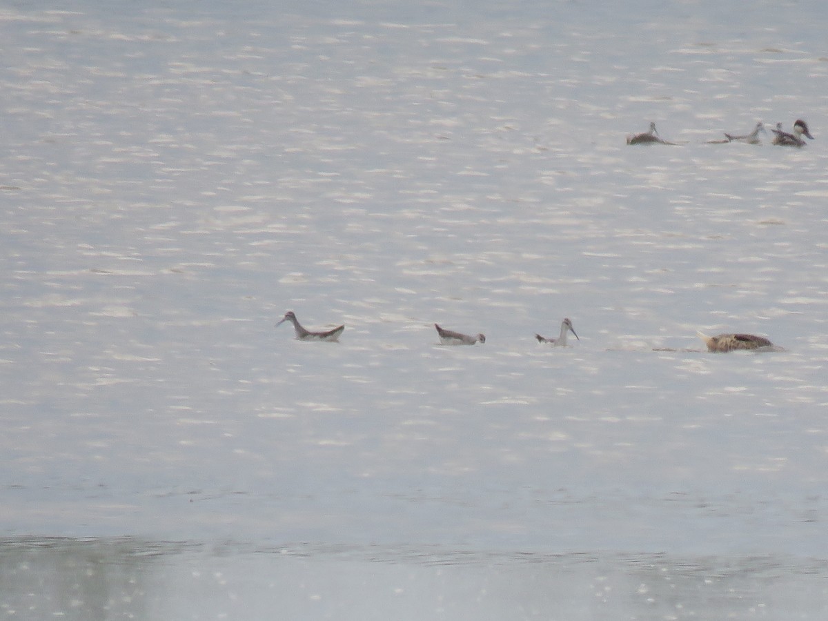 Wilson's Phalarope - Jan Hansen