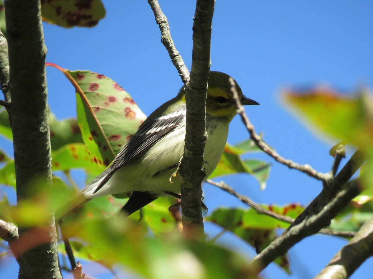 Black-throated Green Warbler - ML115879431