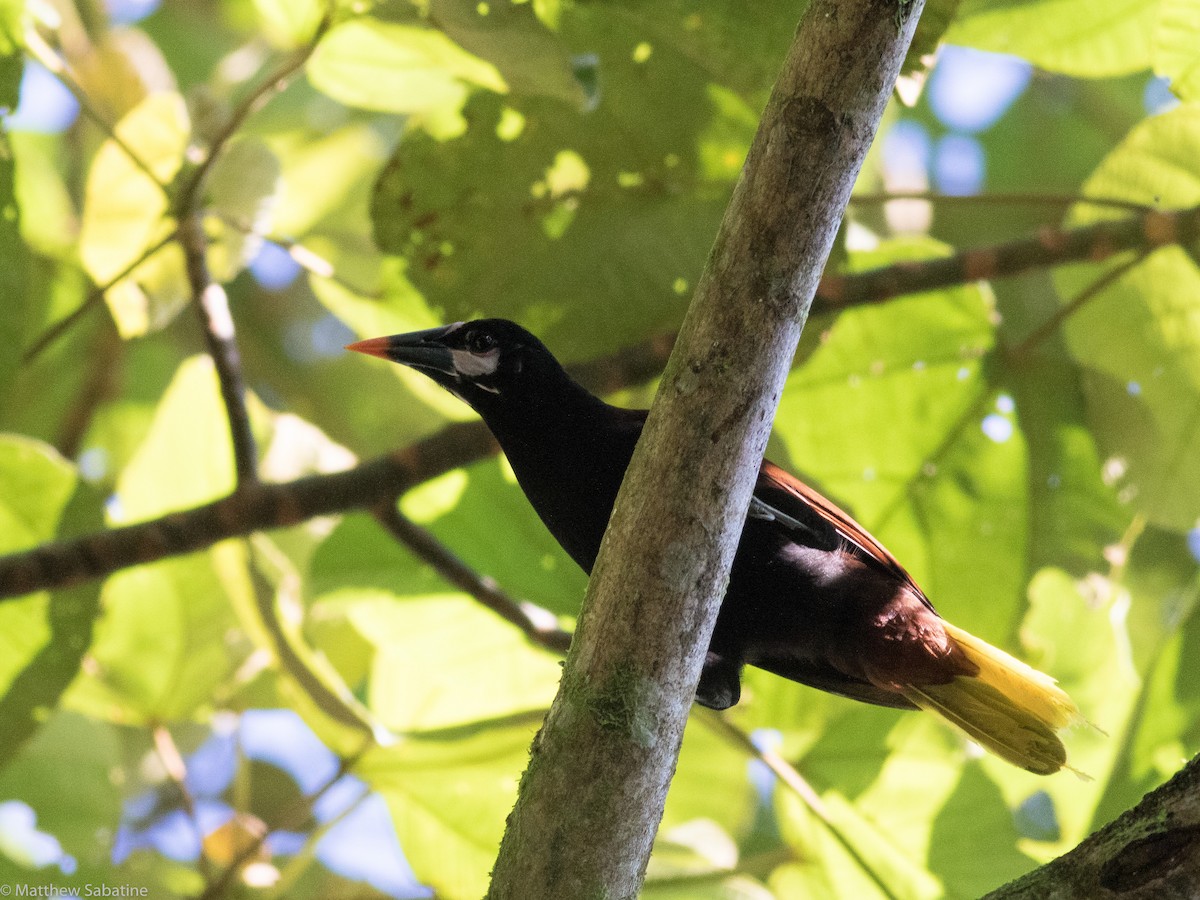 Baudo Oropendola - ML115880671