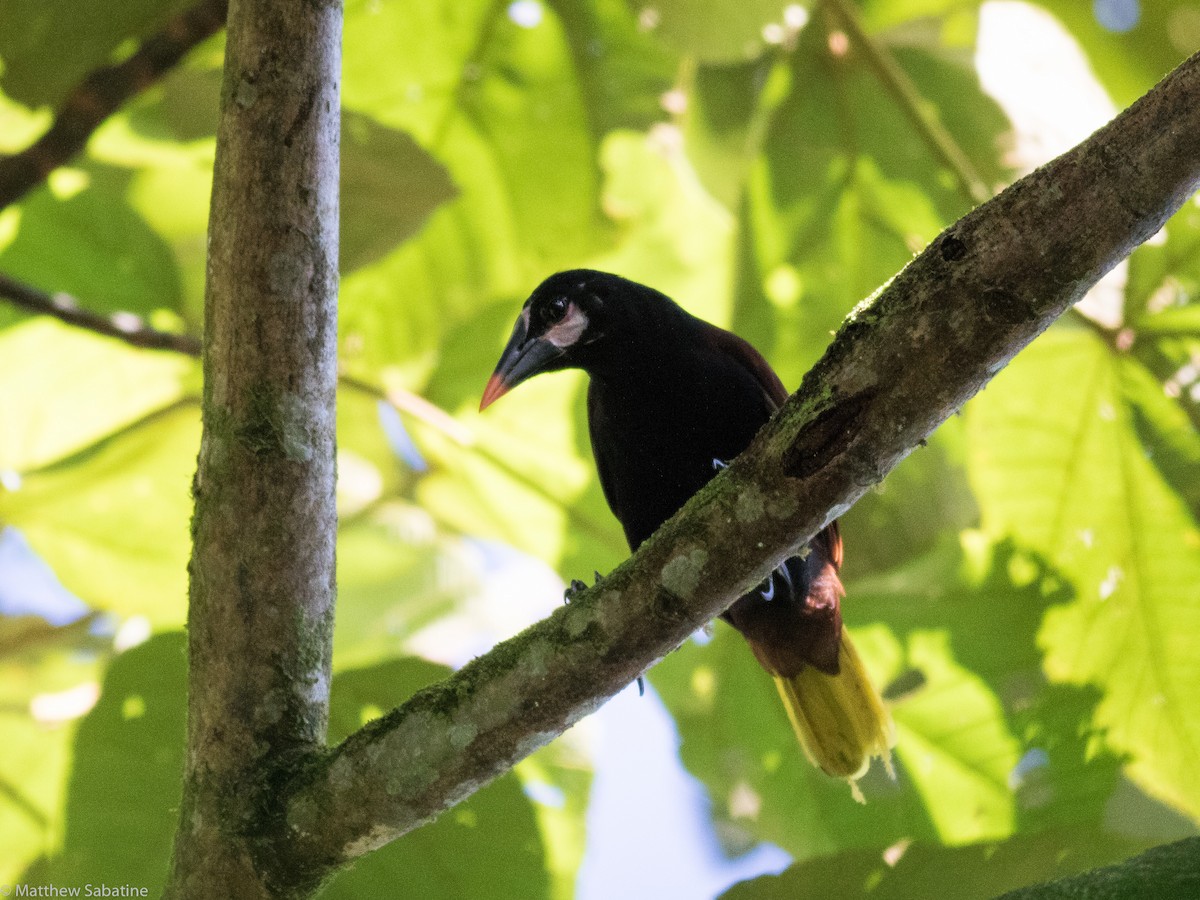 Baudo Oropendola - matthew sabatine