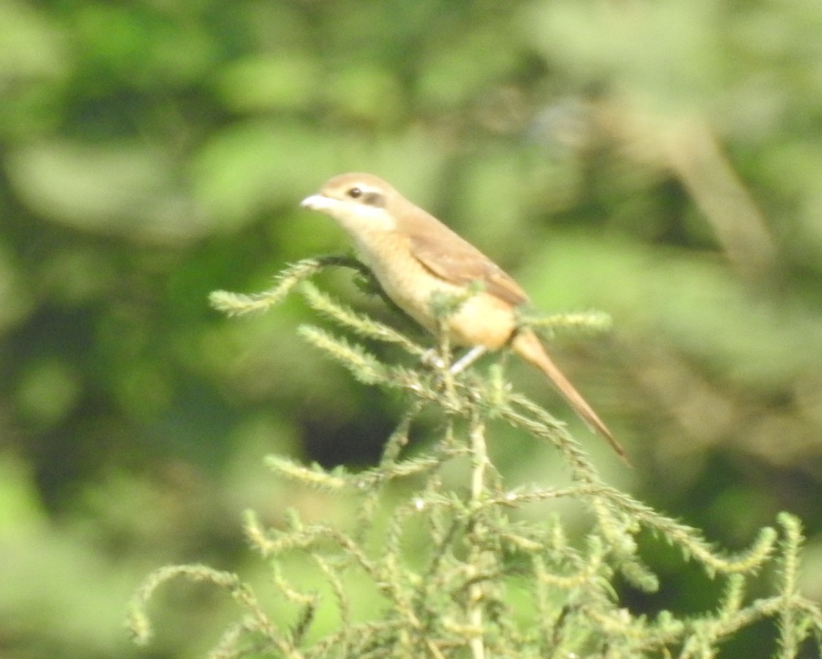 Brown Shrike - ML115883231