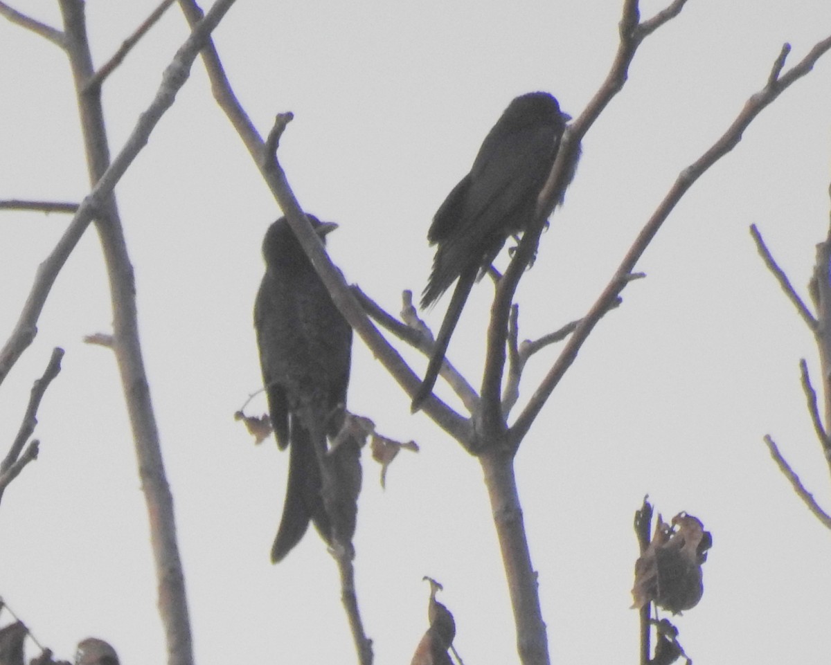 Black Drongo - ML115883501