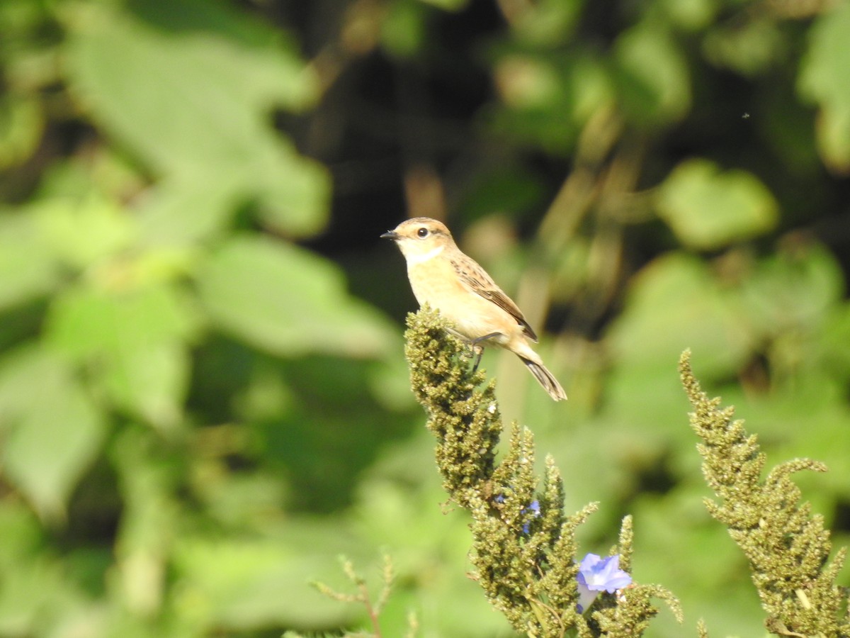 Amur Stonechat - ML115883731