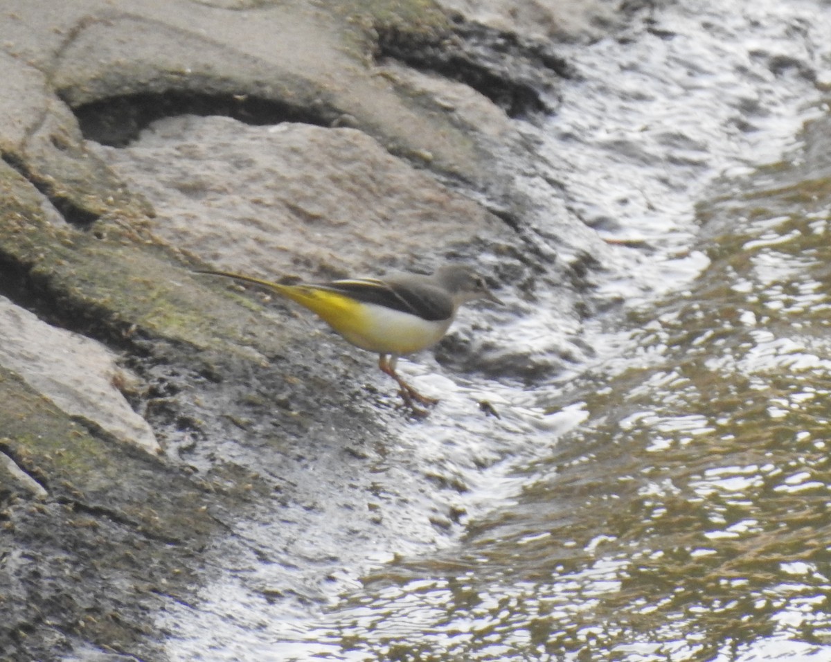 Gray Wagtail - ML115884141