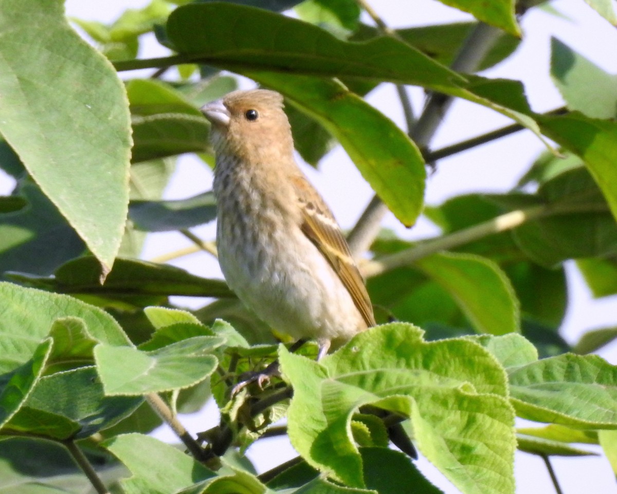 Camachuelo Carminoso - ML115884391