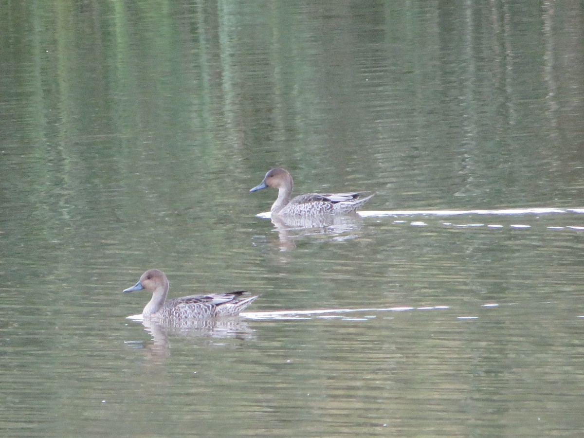Northern Pintail - Blaire Smith