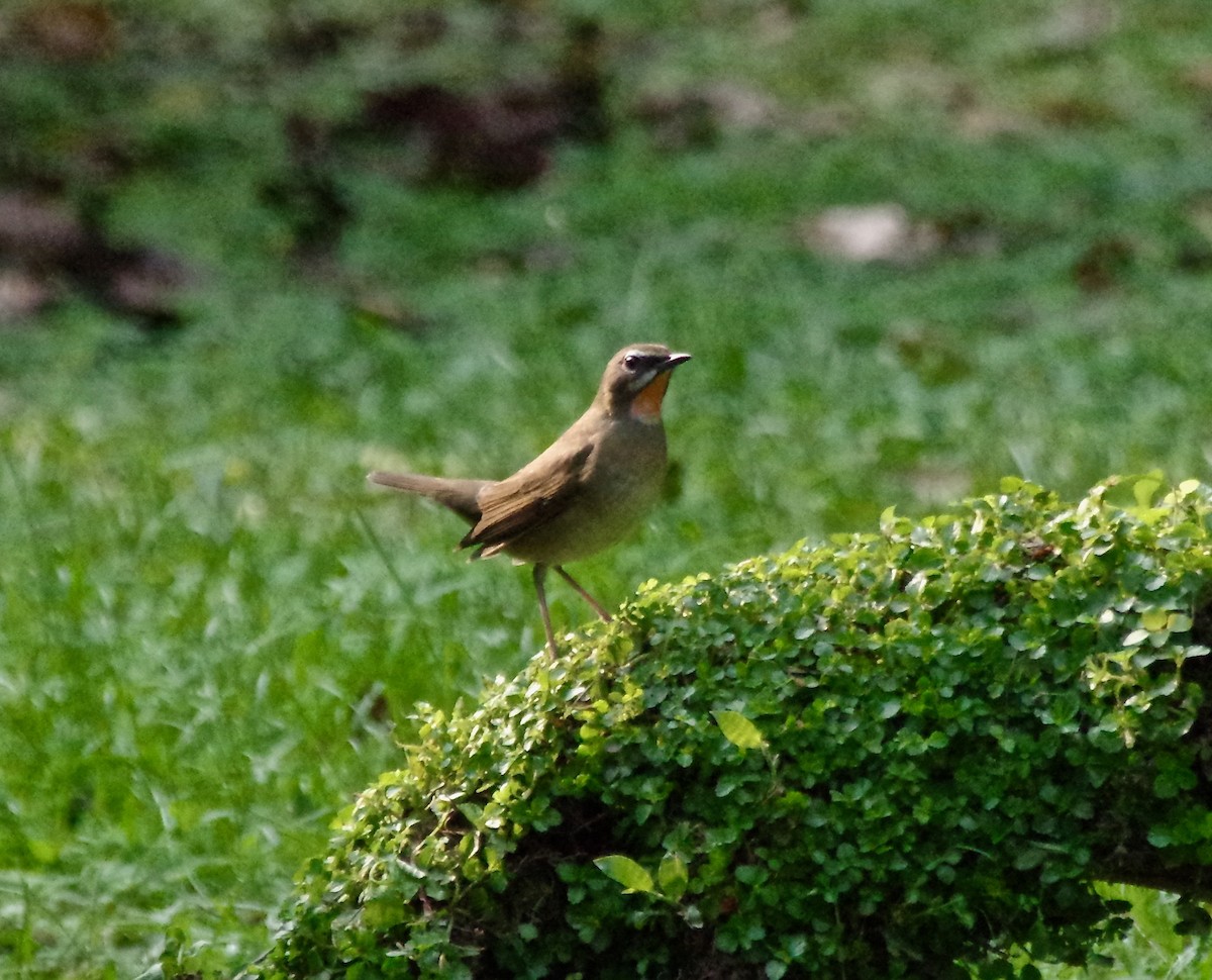 Siberian Rubythroat - ML115884851