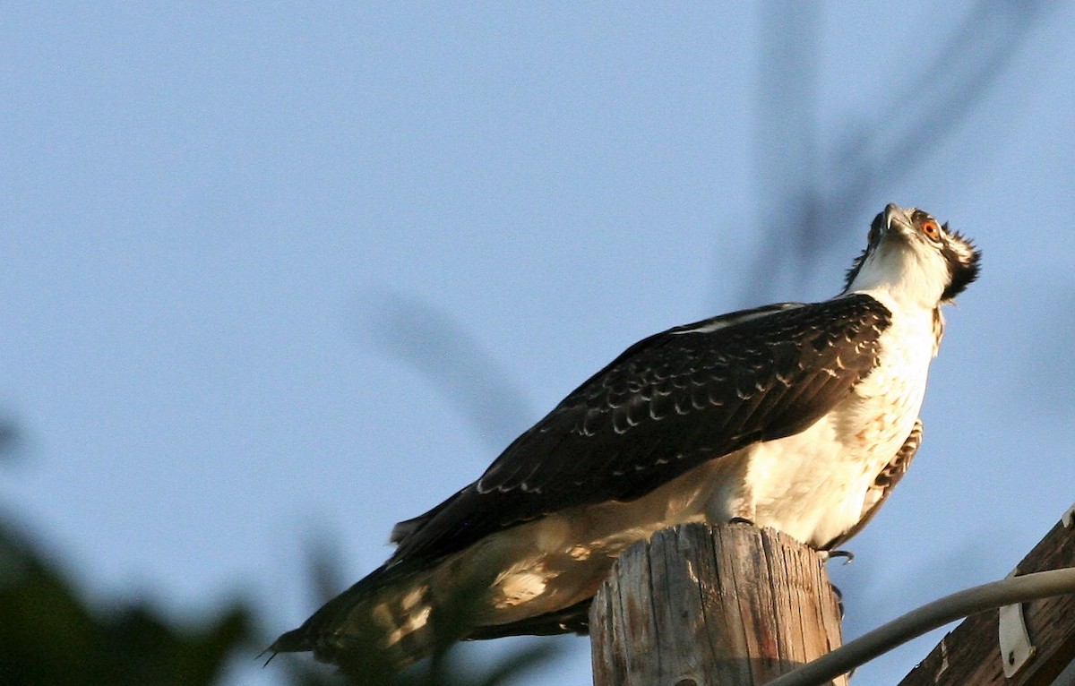 Osprey - Anna Van Kovn