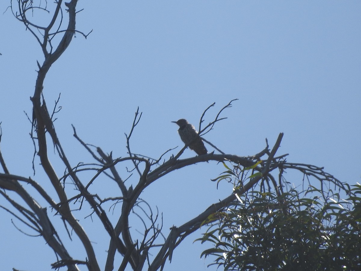 Northern Flicker - ML115887231